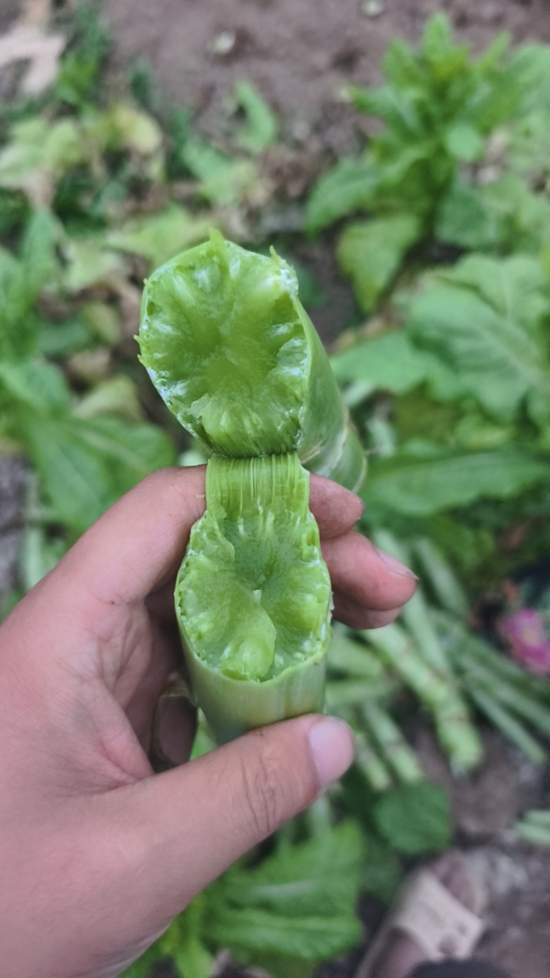 三青莴笋棒子