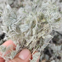茵陈选新货山东棉茵陈关书药材批发中药材