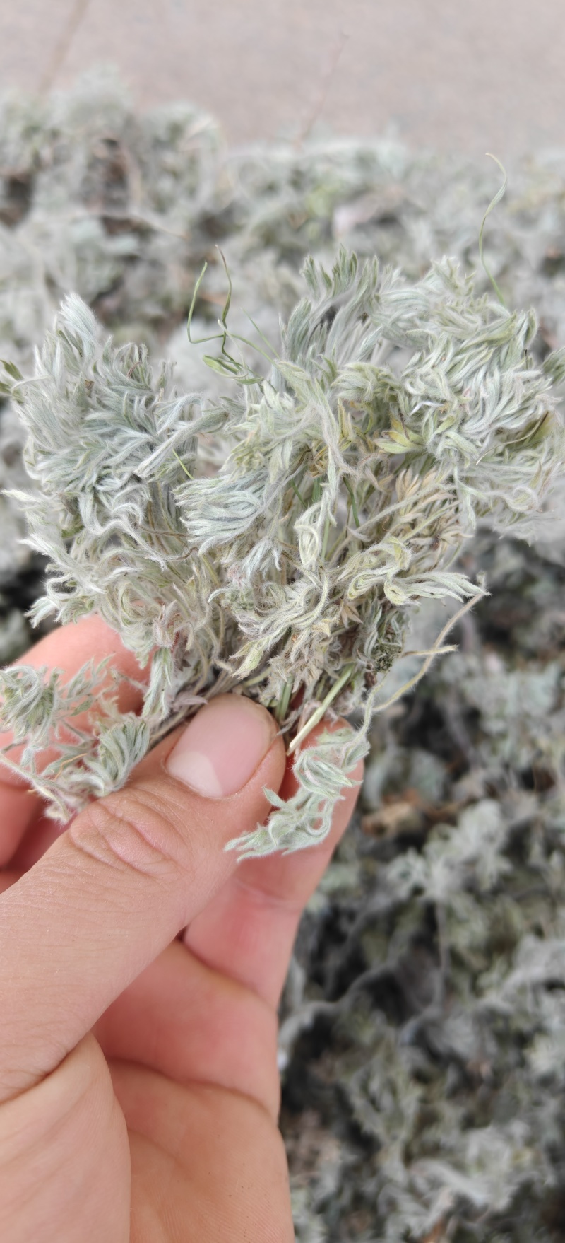 茵陈选新货山东棉茵陈关书药材批发中药材