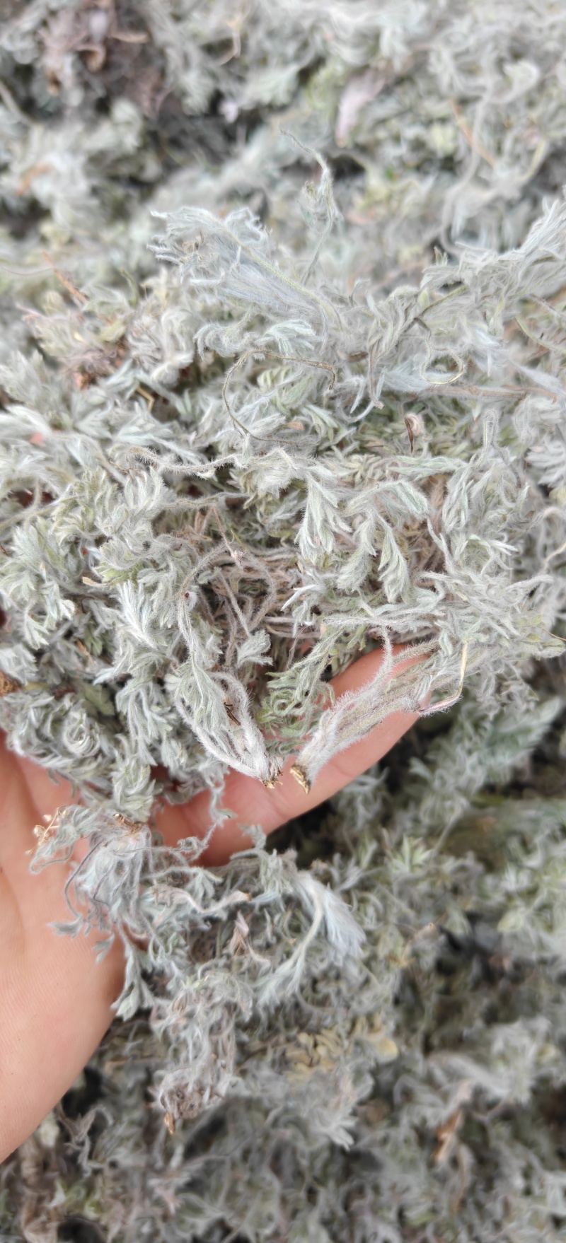 茵陈选新货山东棉茵陈关书药材批发中药材