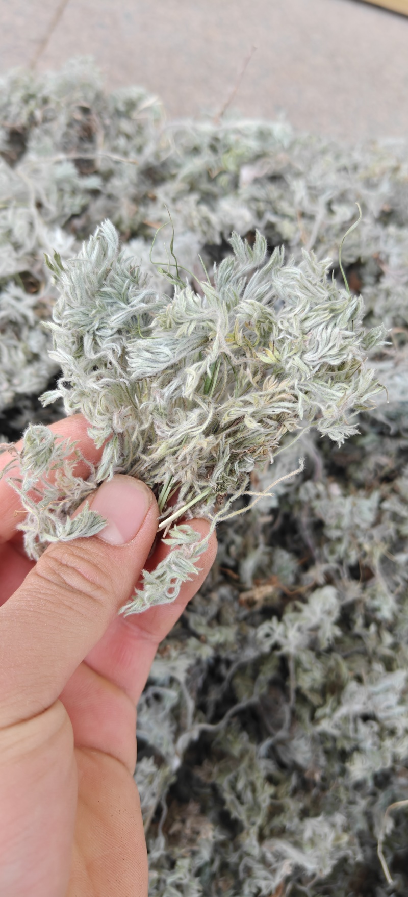 茵陈选新货山东棉茵陈关书药材批发中药材