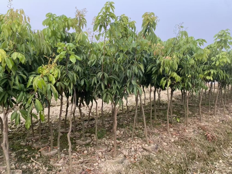 正宗灵山桂味苗核小如豆蜜香爆汁抗旱耐寒基地直供假一赔十