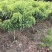 正宗灵山桂味苗核小如豆蜜香爆汁抗旱耐寒基地直供假一赔十