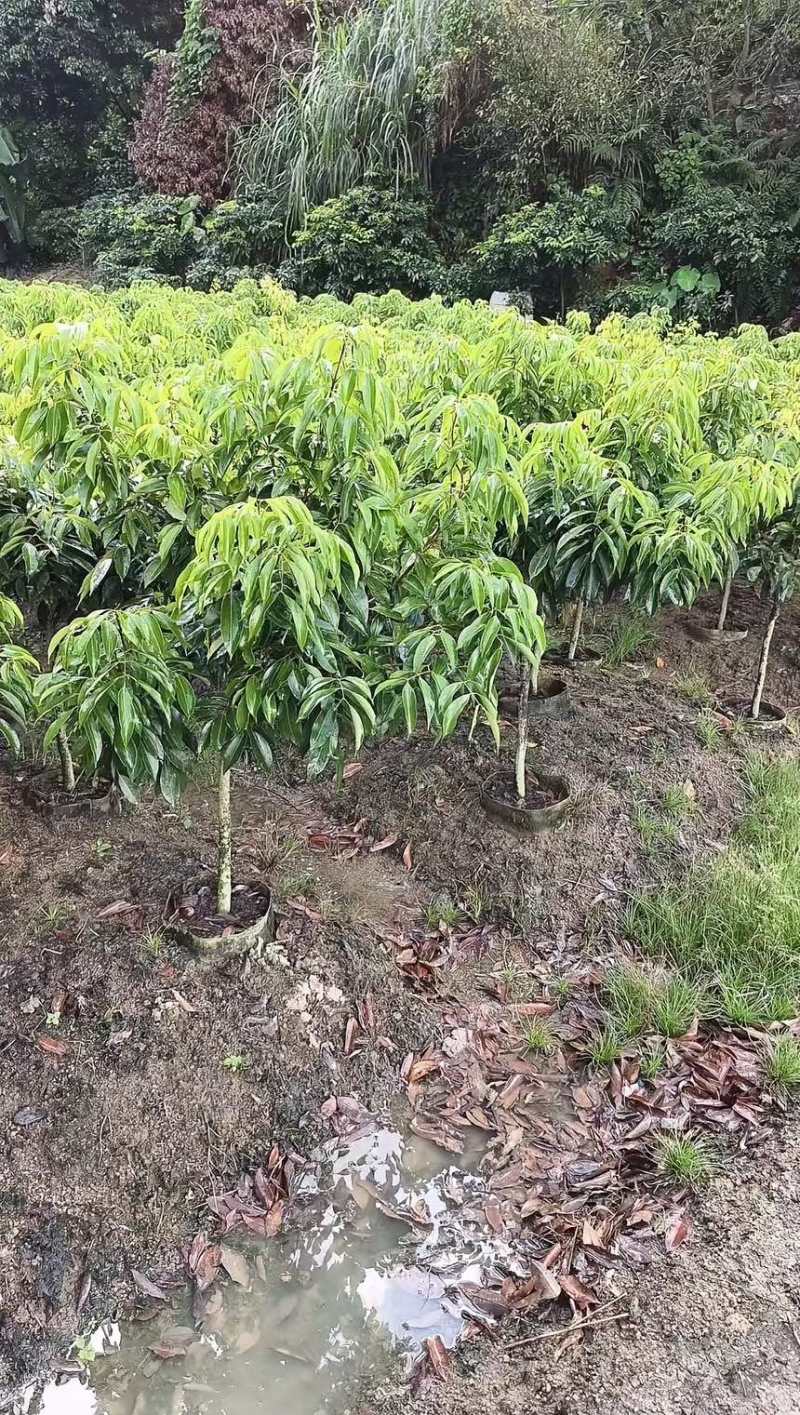 正宗灵山桂味苗核小如豆蜜香爆汁抗旱耐寒基地直供假一赔十