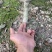 正宗灵山桂味苗核小如豆蜜香爆汁抗旱耐寒基地直供假一赔十