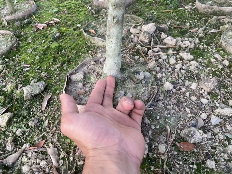 正宗灵山桂味苗核小如豆蜜香爆汁抗旱耐寒基地直供假一赔十