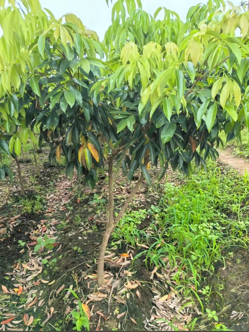 正宗灵山桂味苗核小如豆蜜香爆汁抗旱耐寒基地直供假一赔十