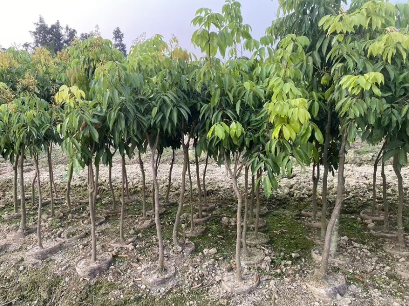 正宗灵山桂味苗核小如豆蜜香爆汁抗旱耐寒基地直供假一赔十