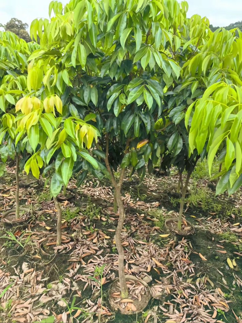 正宗灵山桂味苗核小如豆蜜香爆汁抗旱耐寒基地直供假一赔十