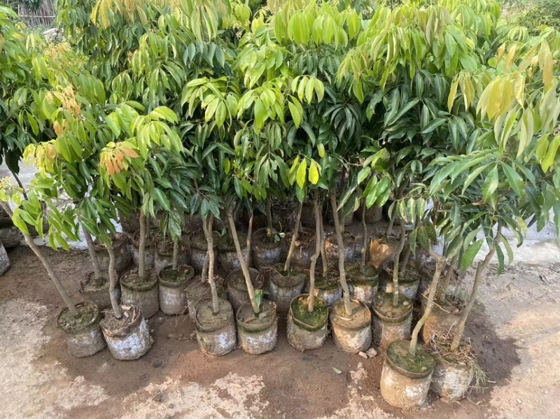 正宗灵山桂味苗核小如豆蜜香爆汁抗旱耐寒基地直供假一赔十