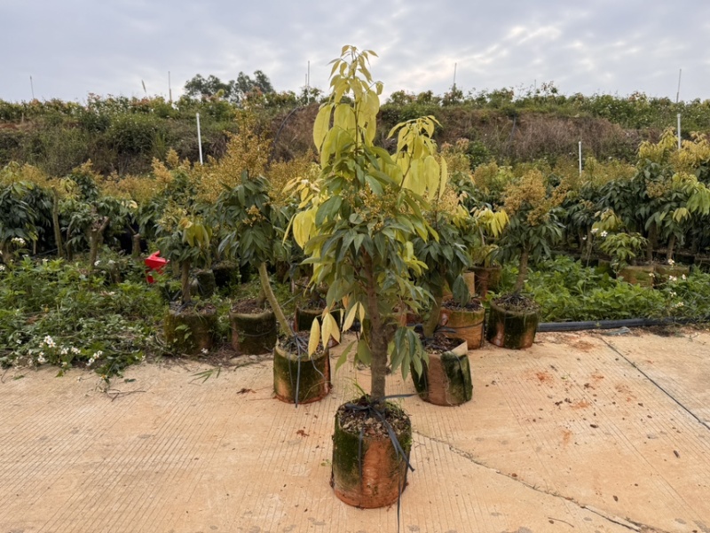 【好评超多】妃子笑荔枝苗高压苗酸甜爆汁果皮薄基地直供