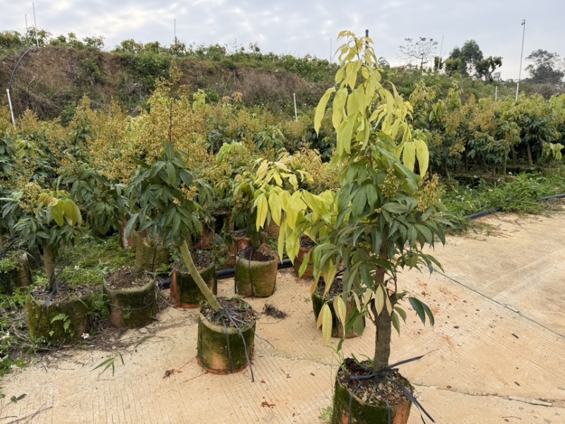 【好评超多】妃子笑荔枝苗高压苗酸甜爆汁果皮薄基地直供
