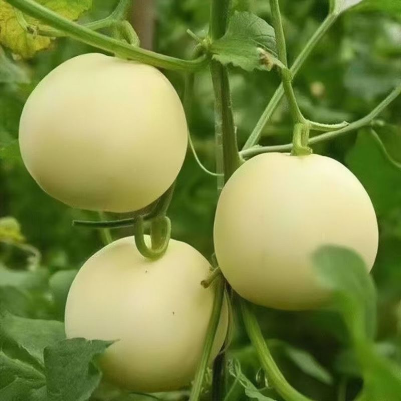 头茬小蜜蜂甜瓜玉菇花美人绿美人电商