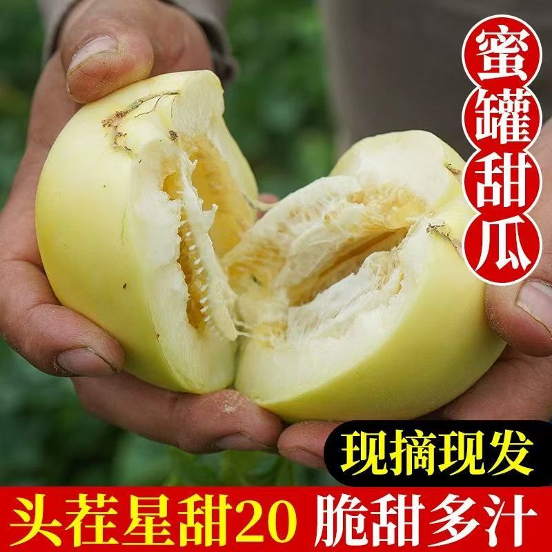 头茬小蜜蜂甜瓜玉菇花美人绿美人电商