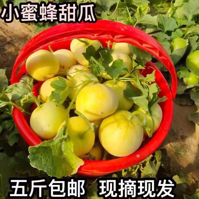 头茬小蜜蜂甜瓜玉菇花美人绿美人电商