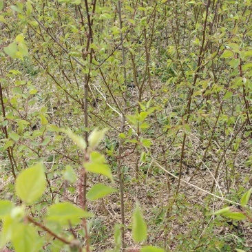 基地直发山杏苗，量大价优，欢迎工程对接