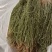 百蕊草小米草新货