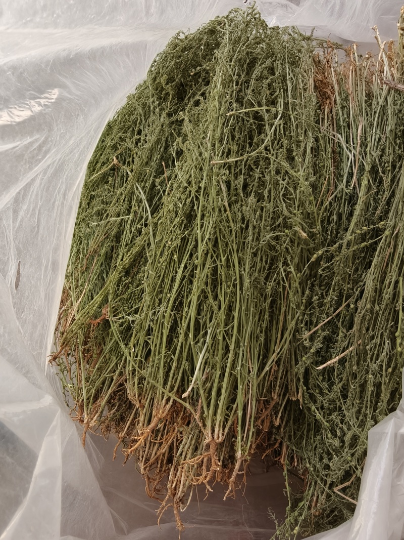 百蕊草小米草新货
