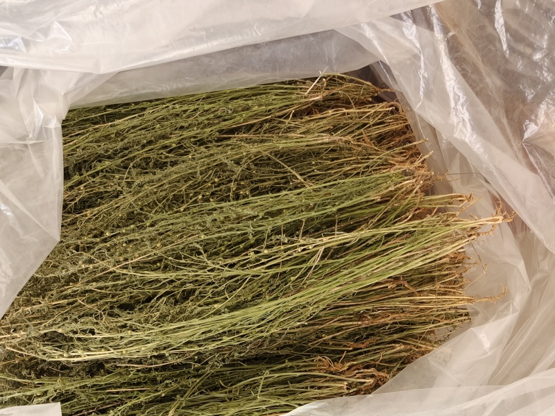 百蕊草小米草新货