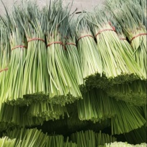 山东红帽蒜苔大量产地发货品质好需要的老板电仪