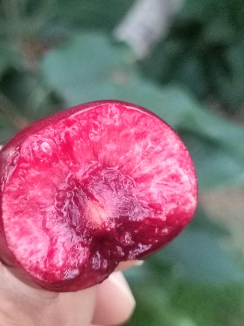 山东大樱桃