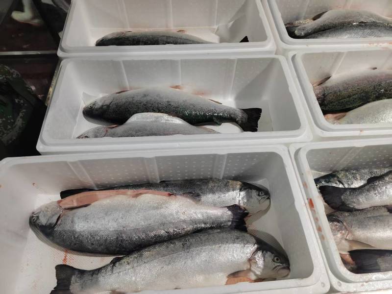130海里深海三文鱼深海海水养殖三文鱼