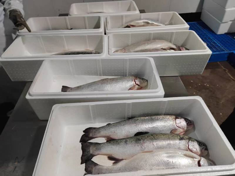 130海里深海三文鱼深海海水养殖三文鱼