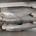 130海里深海三文鱼深海海水养殖三文鱼