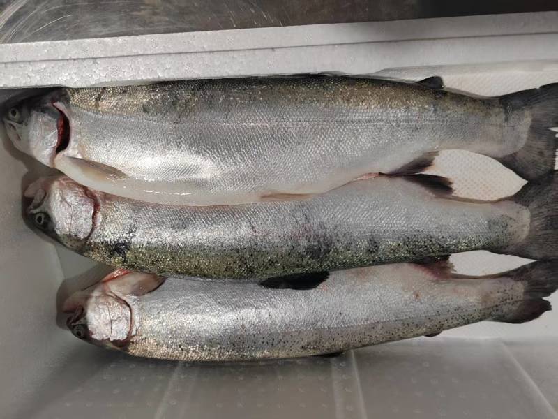 130海里深海三文鱼深海海水养殖三文鱼