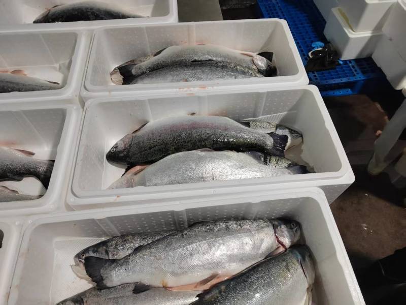 130海里深海三文鱼深海海水养殖三文鱼