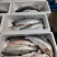 130海里深海三文鱼深海海水养殖三文鱼