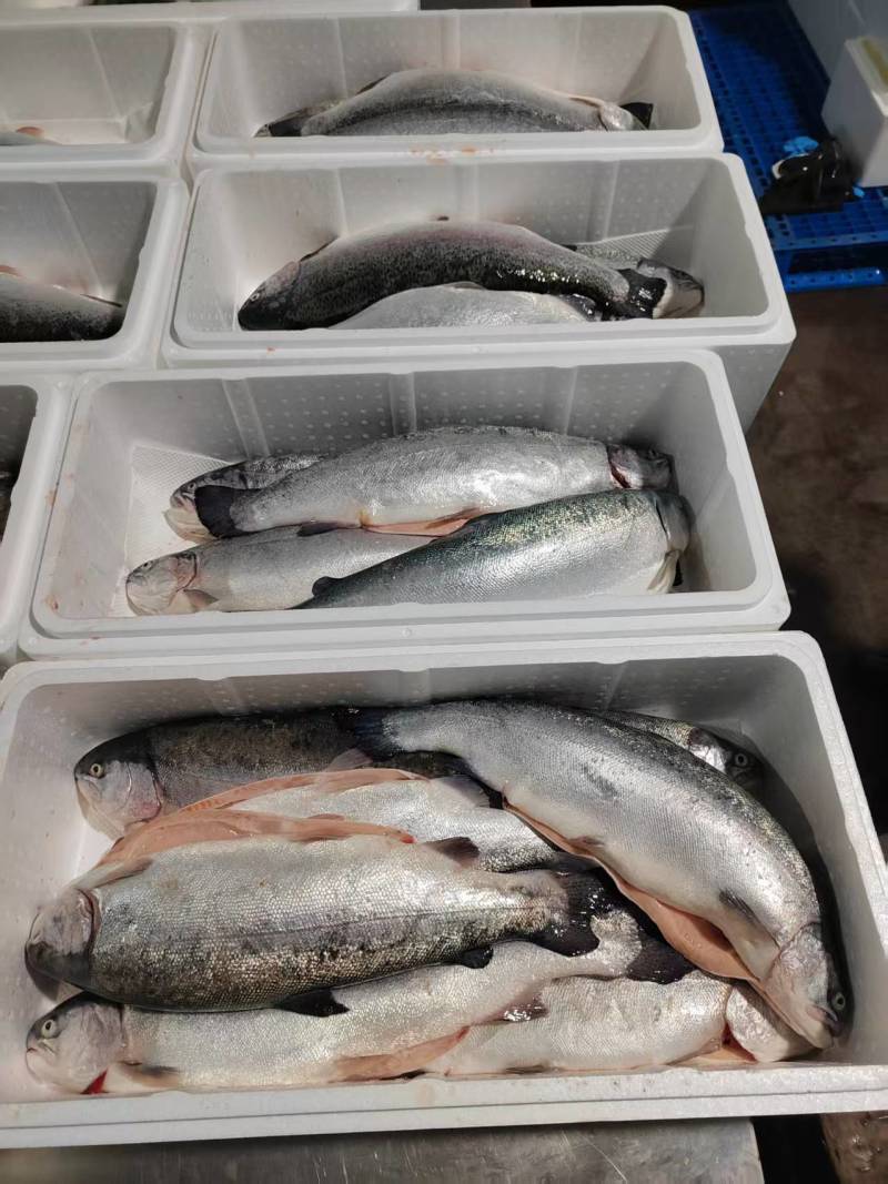 130海里深海三文鱼深海海水养殖三文鱼
