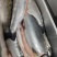 130海里深海三文鱼深海海水养殖三文鱼