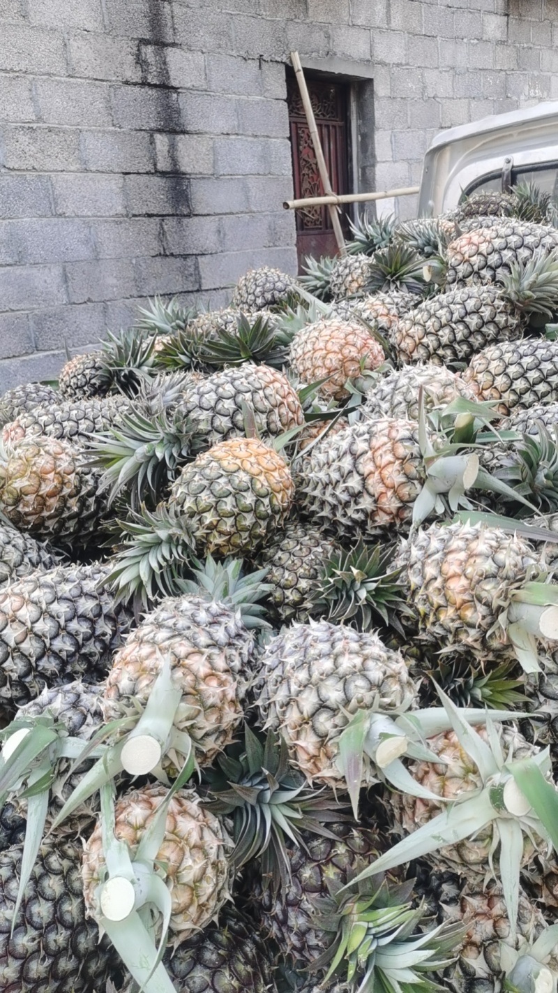 凤梨