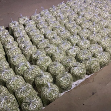 洋槐花新鲜现摘花骨朵产地量大2026年新货