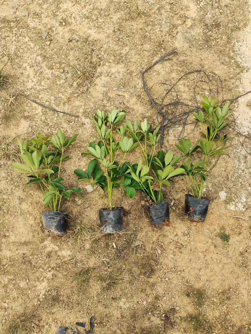鸭脚木15-30高，基地直销，价格优惠，大量现货