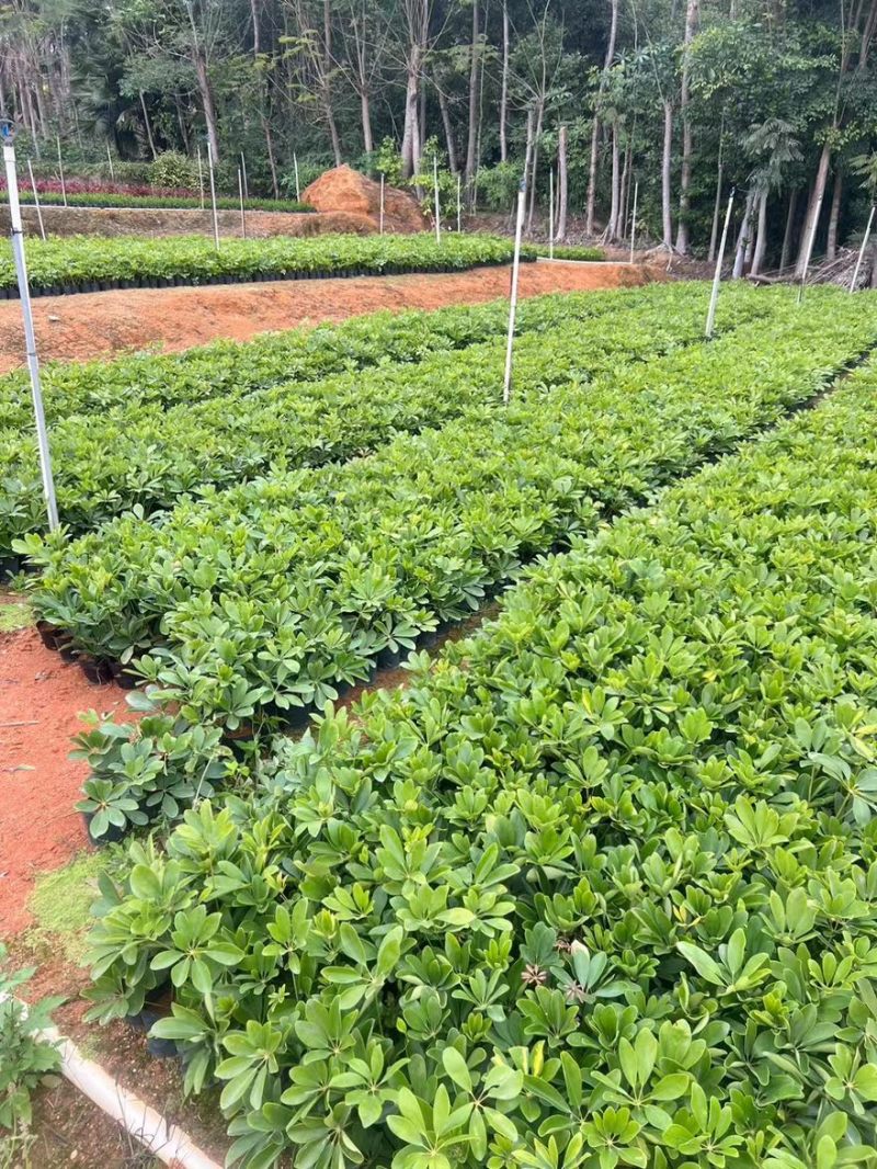 鸭脚木15-30高，基地直销，价格优惠，大量现货