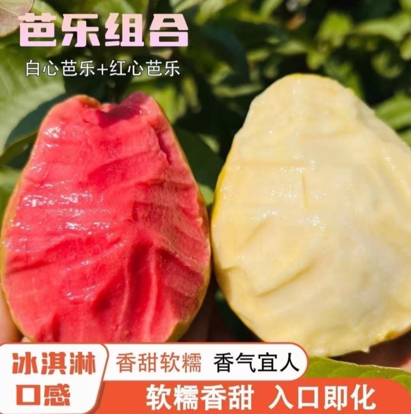 广西芭乐一件代发，批发，
