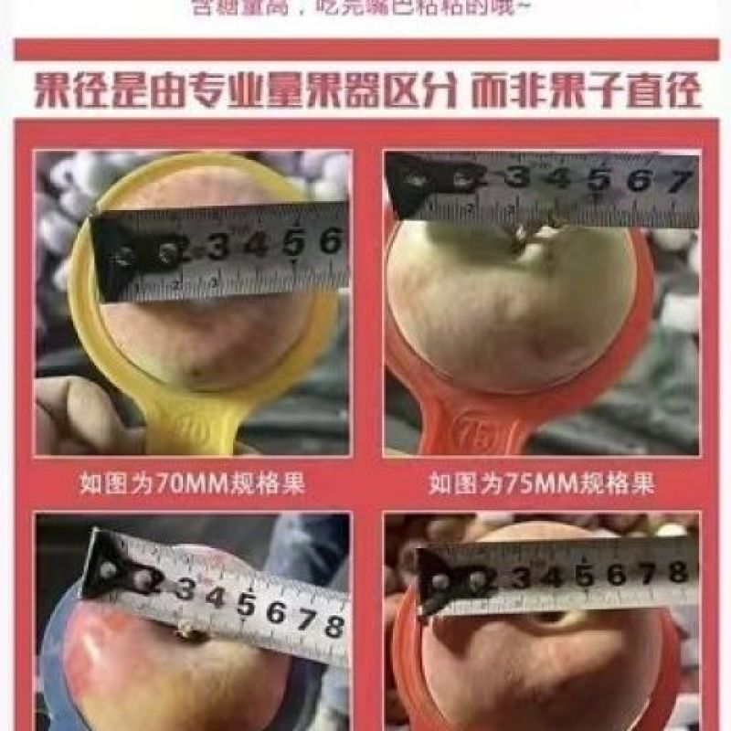 静宁苹果