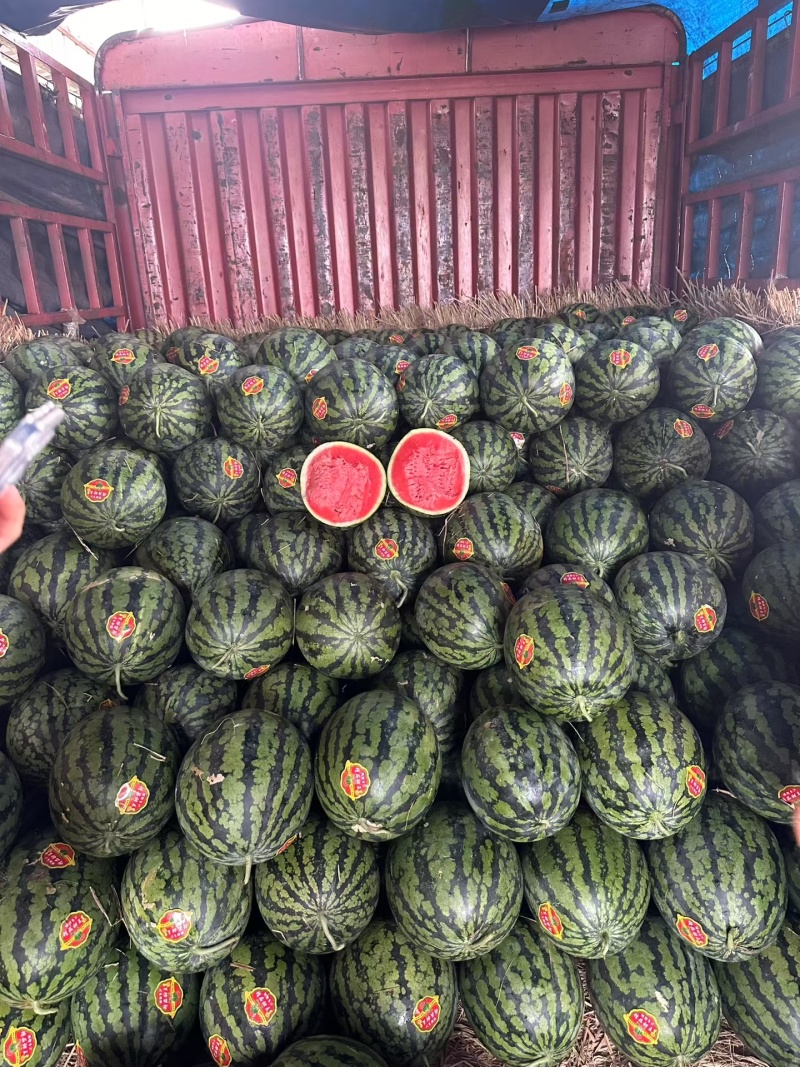 甜王熟度都能达到八成熟了，市场好的老板可以联系了，一天几