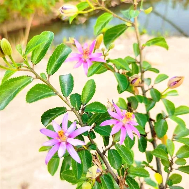 水莲木苗【一种树上开莲花的植物，耐热耐寒不易死】