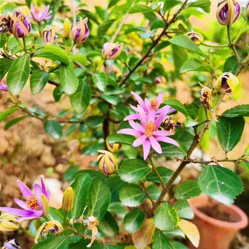 水莲木苗【一种树上开莲花的植物，耐热耐寒不易死】