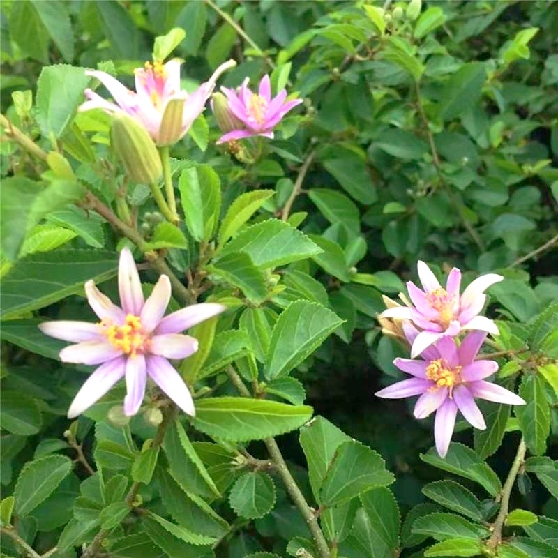 水莲木苗【一种树上开莲花的植物，耐热耐寒不易死】