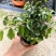 水莲木苗【一种树上开莲花的植物，耐热耐寒不易死】