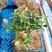 水莲木苗【一种树上开莲花的植物，耐热耐寒不易死】