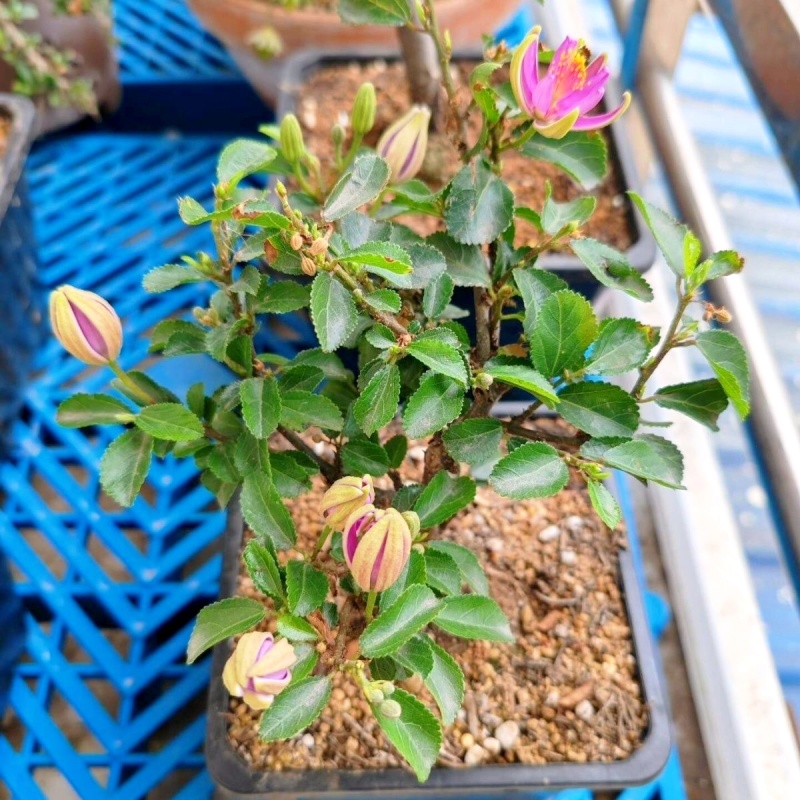 水莲木苗【一种树上开莲花的植物，耐热耐寒不易死】
