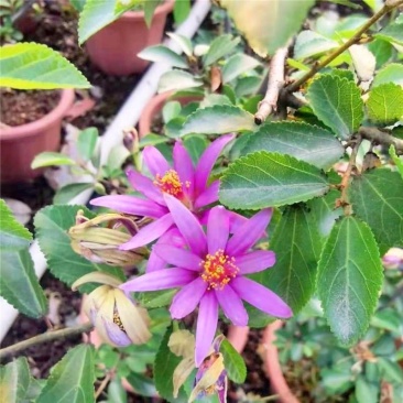 水莲木苗【一种树上开莲花的植物，耐热耐寒不易死】
