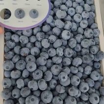 蓝莓