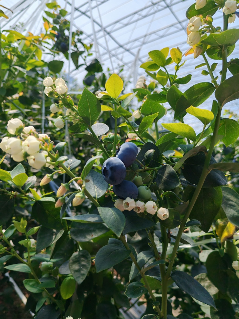 蓝莓