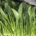 【热卖】莘县精品大叶菠菜种植基地现挖现发新鲜大量上市